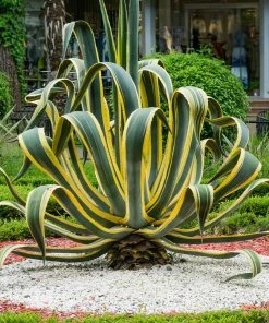 Brighter Blooms Variegated Century Plant Shrubs & Hedges