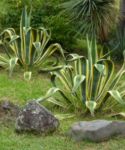 Brighter Blooms Variegated Century Plant Shrubs & Hedges