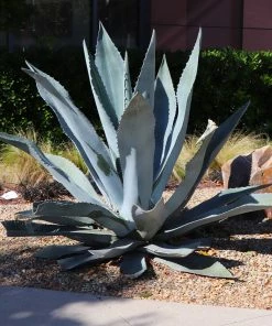 Brighter Blooms Blue American Agave Plant Shrubs & Hedges