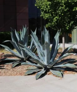 Brighter Blooms Blue American Agave Plant Shrubs & Hedges