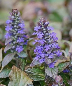 Brighter Blooms Chocolate Chip Ajuga Plant