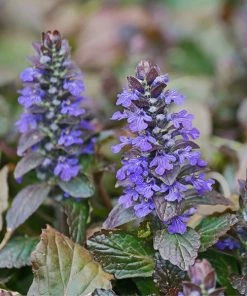 Brighter Blooms Chocolate Chip Ajuga Plant