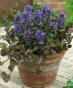 Brighter Blooms Chocolate Chip Ajuga Plant