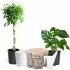 Brighter Blooms House & Patio All-in-One House Plant Kit