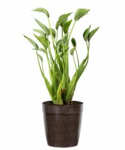 Brighter Blooms House & Patio Tiny Dancer Plant