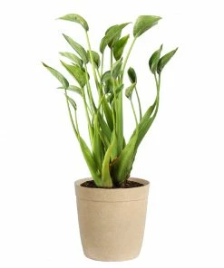 Brighter Blooms House & Patio Tiny Dancer Plant