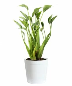 Brighter Blooms House & Patio Tiny Dancer Plant