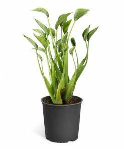 Brighter Blooms House & Patio Tiny Dancer Plant