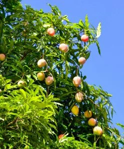 Brighter Blooms Alphonso Mango Tree