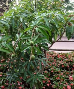 Brighter Blooms Alphonso Mango Tree