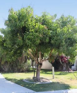 Brighter Blooms Alphonso Mango Tree