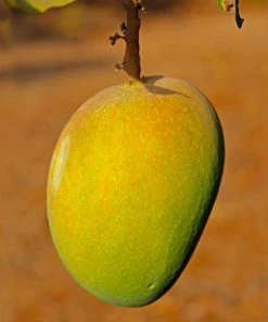 Brighter Blooms Alphonso Mango Tree