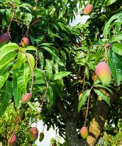 Brighter Blooms Alphonso Mango Tree
