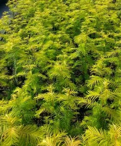 Brighter Blooms Amber Glow™ Redwood Tree