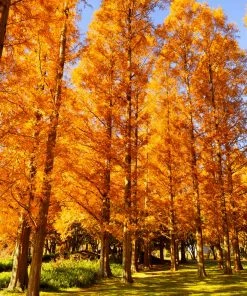 Brighter Blooms Amber Glow™ Redwood Tree