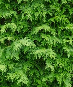 Brighter Blooms Evergreen & Privacy American Arborvitae Tree