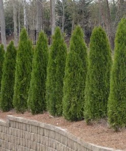 Brighter Blooms Evergreen & Privacy American Arborvitae Tree