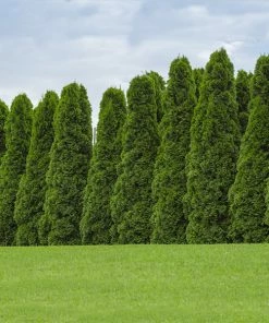 Brighter Blooms Evergreen & Privacy American Arborvitae Tree