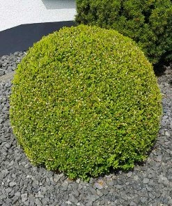 Brighter Blooms American Boxwood Shrub Shrubs & Hedges