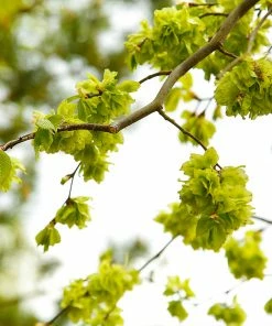 Brighter Blooms Shade Trees American Elm Tree