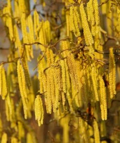 Brighter Blooms Nut Trees American Hazelnut Tree 11 Brighter Blooms Nut Trees American Hazelnut Tree