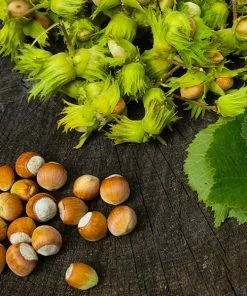 Brighter Blooms Nut Trees American Hazelnut Tree