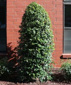 Brighter Blooms Greenleaf American Holly Shrub