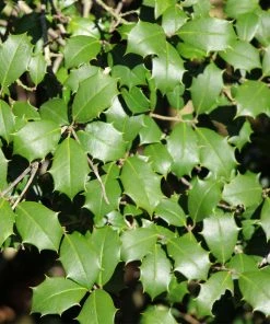 Brighter Blooms Greenleaf American Holly Shrub