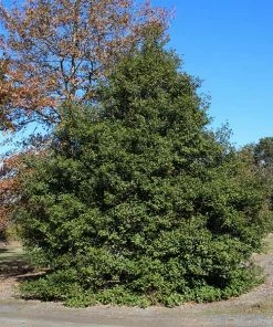 Brighter Blooms Greenleaf American Holly Shrub