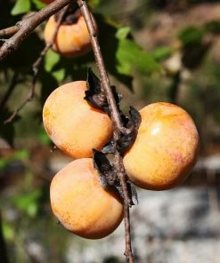 Brighter Blooms American Persimmon Tree 8 Brighter Blooms American Persimmon Tree