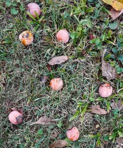 Brighter Blooms American Persimmon Tree 11 Brighter Blooms American Persimmon Tree