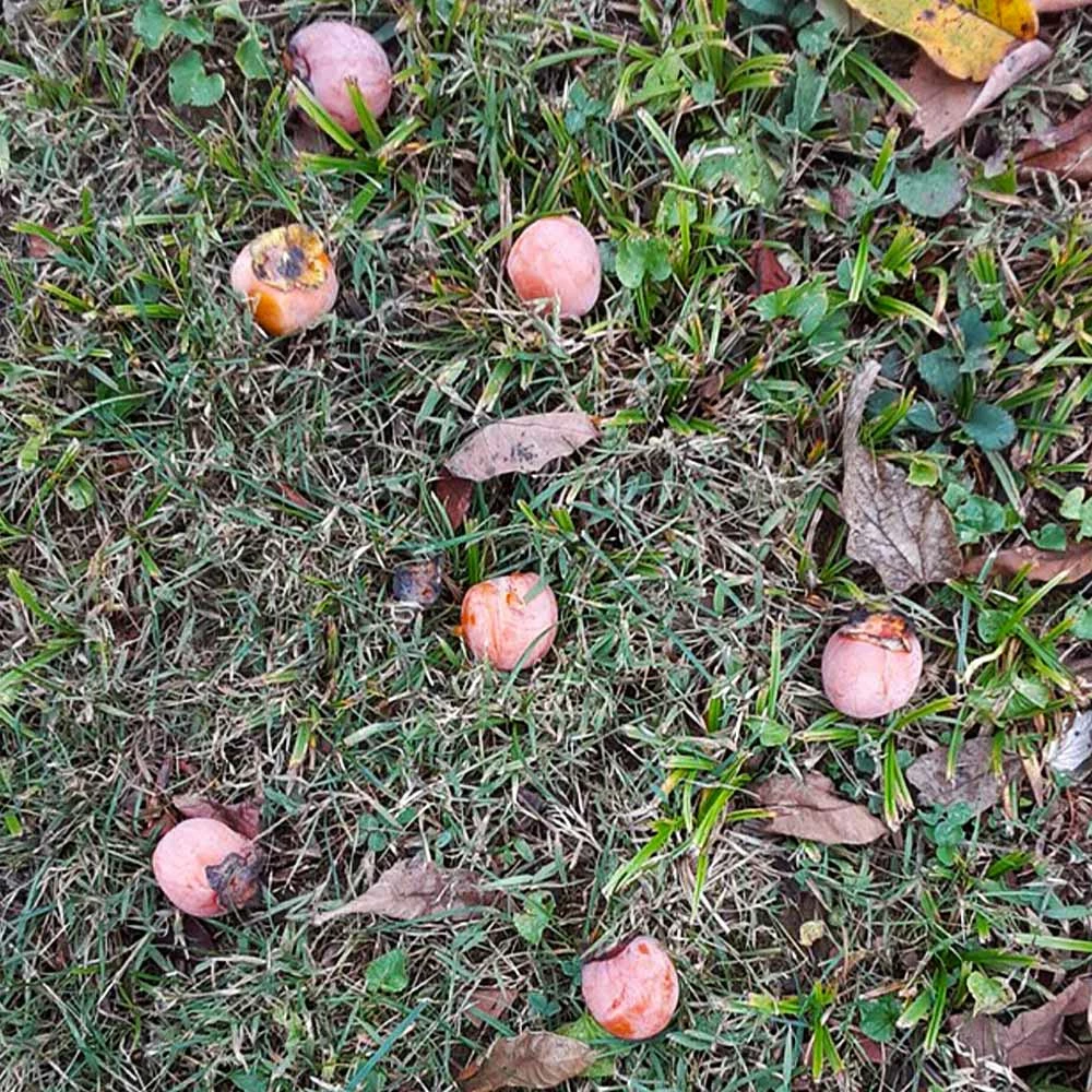 Brighter Blooms American Persimmon Tree 6 Brighter Blooms American Persimmon Tree