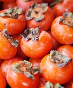 Brighter Blooms American Persimmon Tree