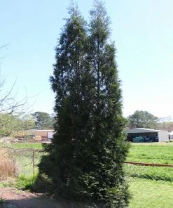 BrighterBlooms.com Full Speed A Hedge® American Pillar Arborvitae