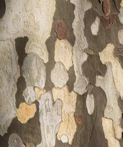 Brighter Blooms American Sycamore Tree