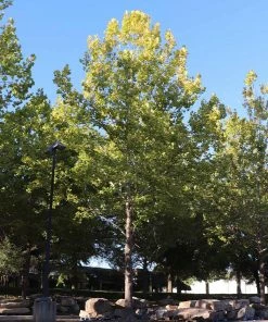 Brighter Blooms American Sycamore Tree