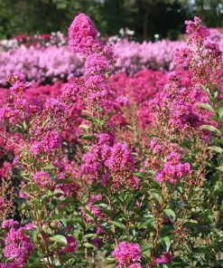 Brighter Blooms Amethyst King™ Emerald Empire® Crape Myrtle Tree