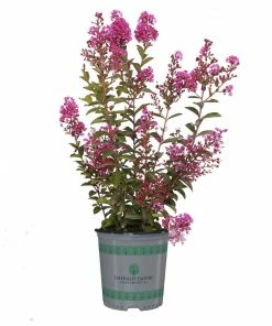 Brighter Blooms Amethyst King™ Emerald Empire® Crape Myrtle Tree