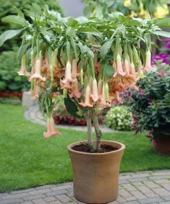 Brighter Blooms Peach Angel Trumpet Tree