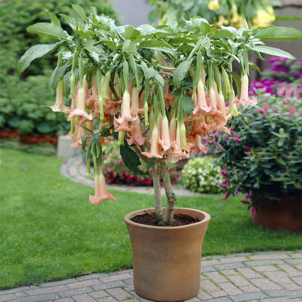 Brighter Blooms Peach Angel Trumpet Tree 1 Brighter Blooms Peach Angel Trumpet Tree