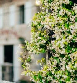 Brighter Blooms Angel Wing Jasmine Shrub