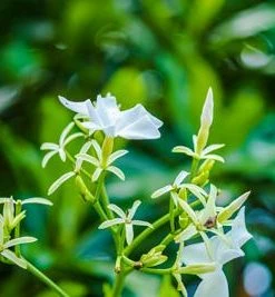 Brighter Blooms Angel Wing Jasmine Shrub