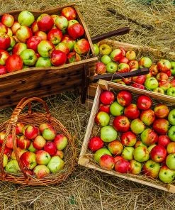 Brighter Blooms Anna Apple Tree