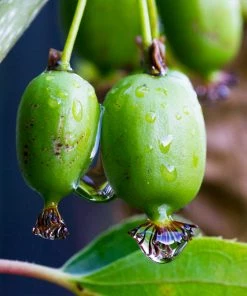 Brighter Blooms Fruit Trees Anna & Meader Kiwi Vine Pollination Pack