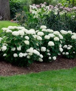 Brighter Blooms Annabelle Hydrangea Shrub (amz)