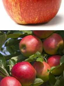 Brighter Blooms Gravenstein Apple Tree Fruit Trees