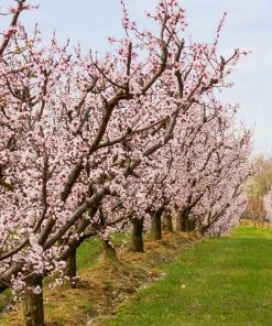 Brighter Blooms Blenheim Apricot Tree SHOP ALL