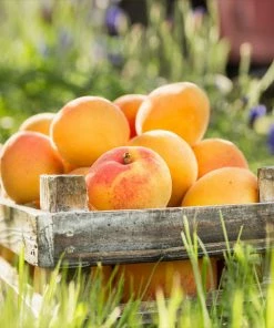 Brighter Blooms Blenheim Apricot Tree SHOP ALL