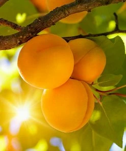 Brighter Blooms Blenheim Apricot Tree SHOP ALL