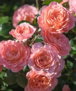 Brighter Blooms Shrubs & Hedges Apricot Drift® Rose